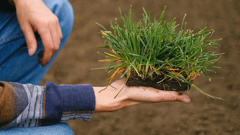 Seasonal Lawn Care Schedule